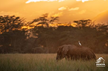 Bild von Kenya Tourism Board