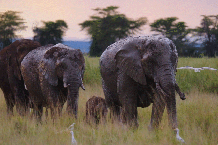 Bild von Kenya Tourism Board