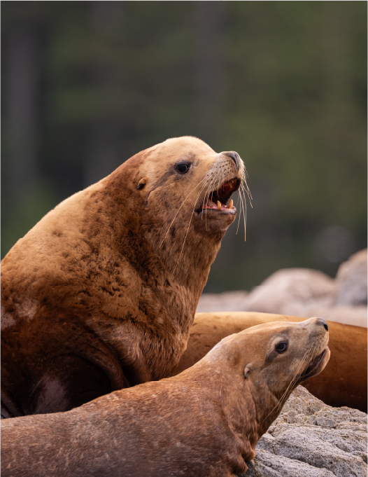 Three brown sea lions on a rock Three brown sea lions on a rock