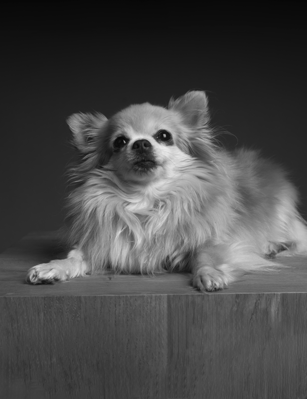 Bild von Coco