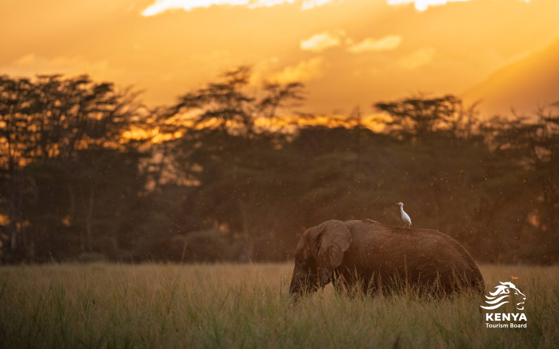 Bild von Kenya Tourism Board